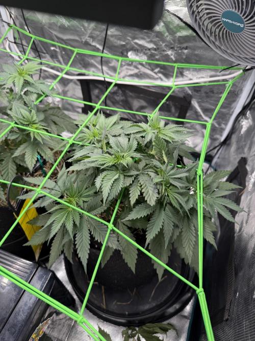 Papaya Bang Bang #2 - Exotic Genetix. Week 5 - Day 31