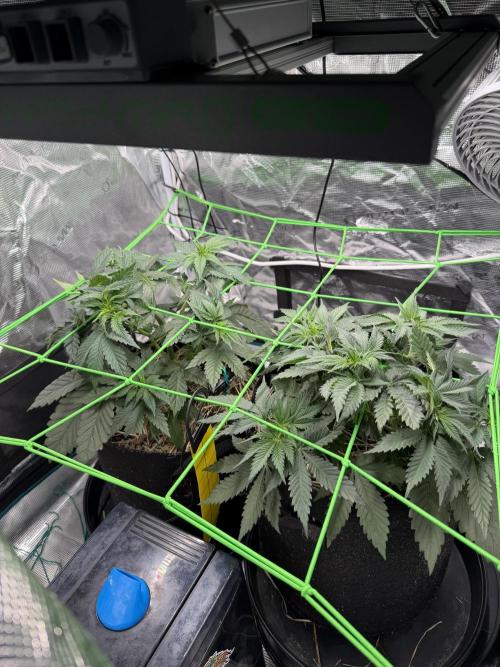 Papaya Bang Bang #2 - Exotic Genetix. Week 5 - Day 31