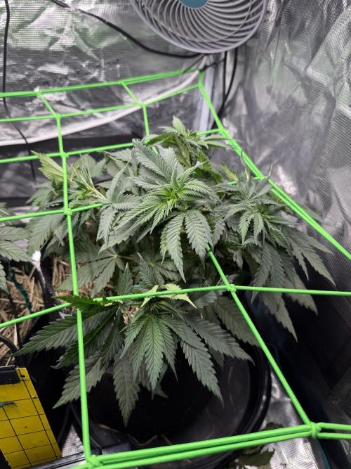 Papaya Bang Bang #2 - Exotic Genetix. Week 5 - Day 32