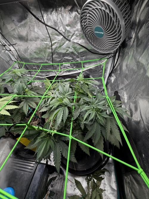 Papaya Bang Bang #2 - Exotic Genetix. Week 5 - Day 32