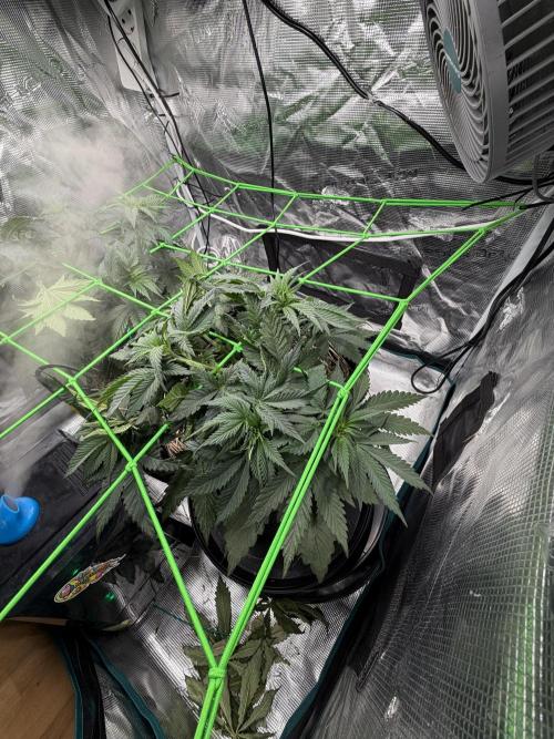 Papaya Bang Bang #2 - Exotic Genetix. Week 5 - Day 33