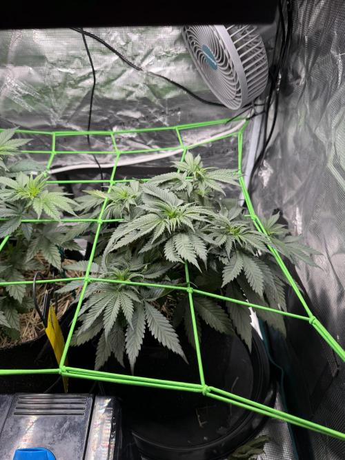 Papaya Bang Bang #2 - Exotic Genetix. Week 5 - Day 34