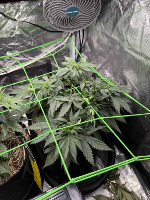 Papaya Bang Bang #2 - Exotic Genetix. Week 5 - Day 34