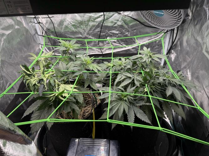 Papaya Bang Bang #2 - Exotic Genetix. Week 5 - Day 35