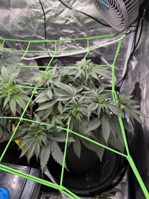 Papaya Bang Bang #2 - Exotic Genetix. Week 5 - Day 35