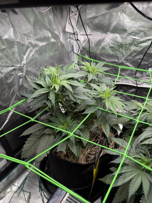 Papaya Bang Bang #1 - Exotic Genetix. Week 5 - Day 33