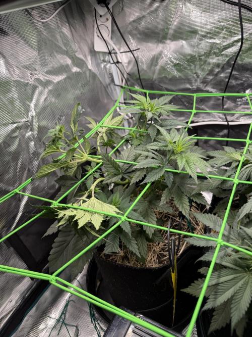 Papaya Bang Bang #1 - Exotic Genetix. Week 5 - Day 34