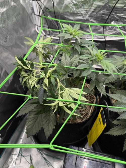 Papaya Bang Bang #1 - Exotic Genetix. Week 5 - Day 34