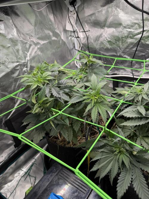 Papaya Bang Bang #1 - Exotic Genetix. Week 5 - Day 35