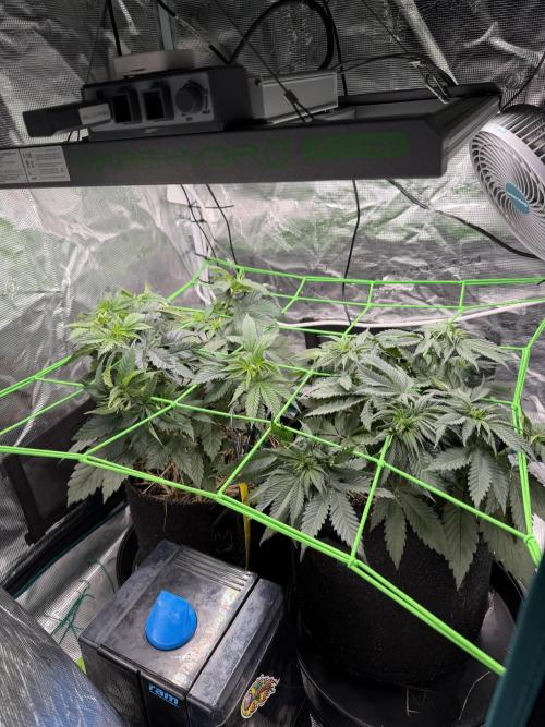 Papaya Bang Bang #1 - Exotic Genetix. Week 5 - Day 35