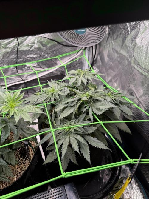 Papaya Bang Bang #2 - Exotic Genetix. Week 6 - Day 36