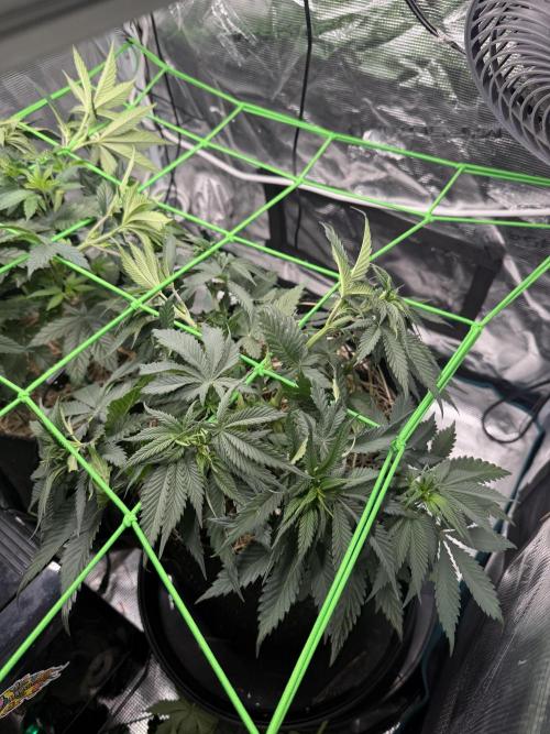 Papaya Bang Bang #2 - Exotic Genetix. Week 6 - Day 37