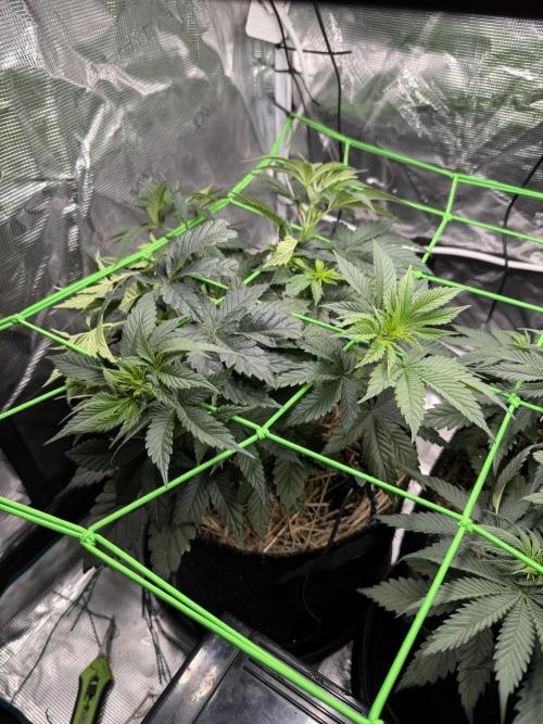 Papaya Bang Bang #1 - Exotic Genetix. Week 6 - Day 36