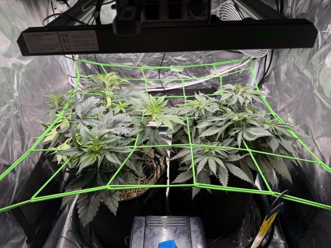 Papaya Bang Bang #1 - Exotic Genetix. Week 6 - Day 36