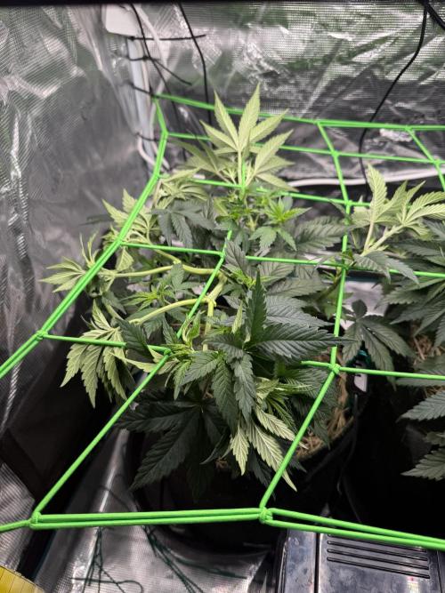Papaya Bang Bang #1 - Exotic Genetix. Week 6 - Day 37