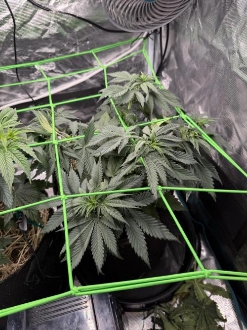 Papaya Bang Bang #2 - Exotic Genetix. Week 6 - Day 38