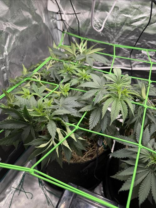 Papaya Bang Bang #1 - Exotic Genetix. Week 6 - Day 38