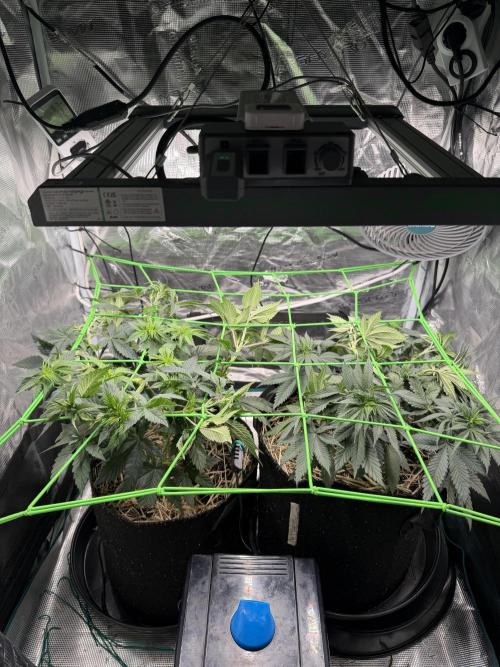 Papaya Bang Bang #2 - Exotic Genetix. Week 6 - Day 39