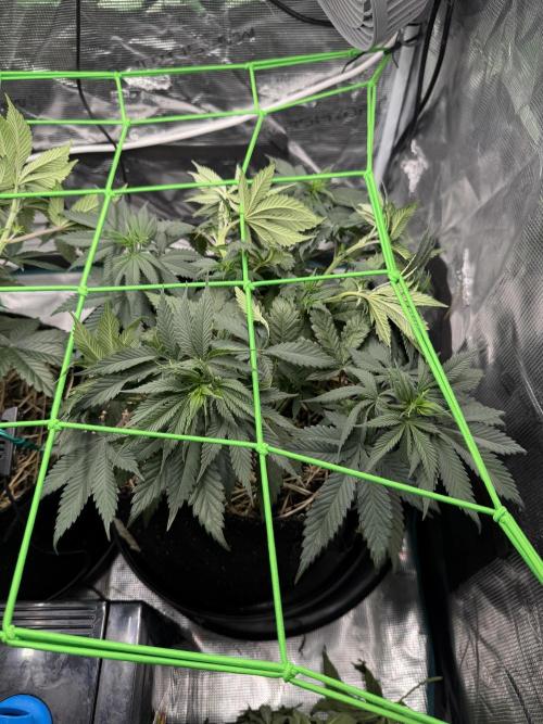 Papaya Bang Bang #2 - Exotic Genetix. Week 6 - Day 39