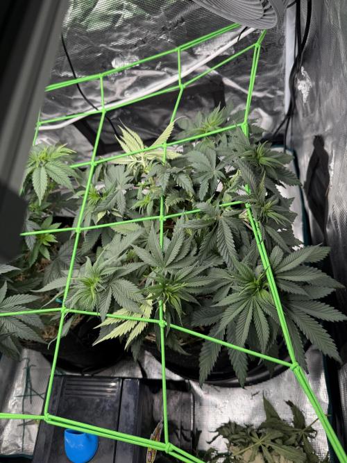 Papaya Bang Bang #2 - Exotic Genetix. Week 6 - Day 40