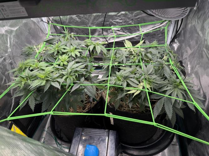 Papaya Bang Bang #2 - Exotic Genetix. Week 6 - Day 40