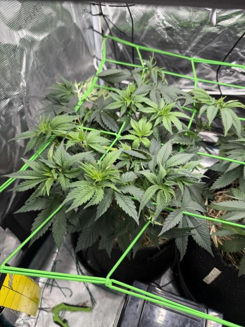 Papaya Bang Bang #1 - Exotic Genetix. Week 6 - Day 40