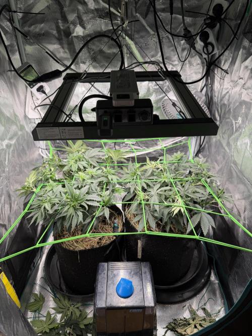 Papaya Bang Bang #2 - Exotic Genetix. Week 7 - Day 43