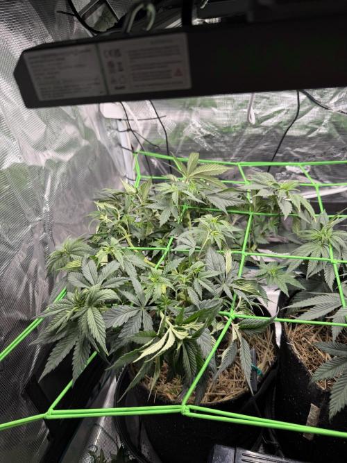 Papaya Bang Bang #1 - Exotic Genetix. Week 7 - Day 44