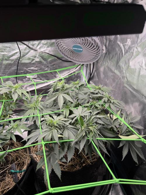 Papaya Bang Bang #2 - Exotic Genetix. Week 7 - Day 44