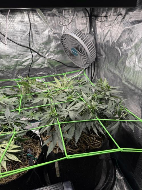 Papaya Bang Bang #2 - Exotic Genetix. Week 7 - Day 45