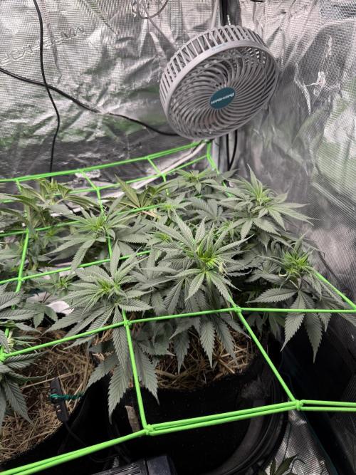 Papaya Bang Bang #2 - Exotic Genetix. Week 7 - Day 46