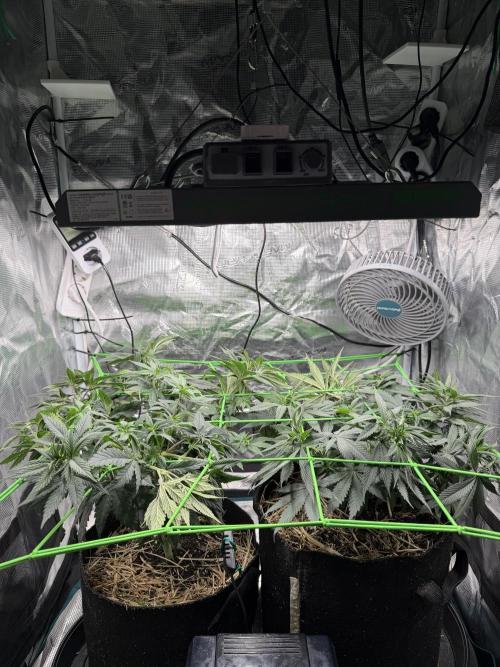 Papaya Bang Bang #1 - Exotic Genetix. Week 7 - Day 45