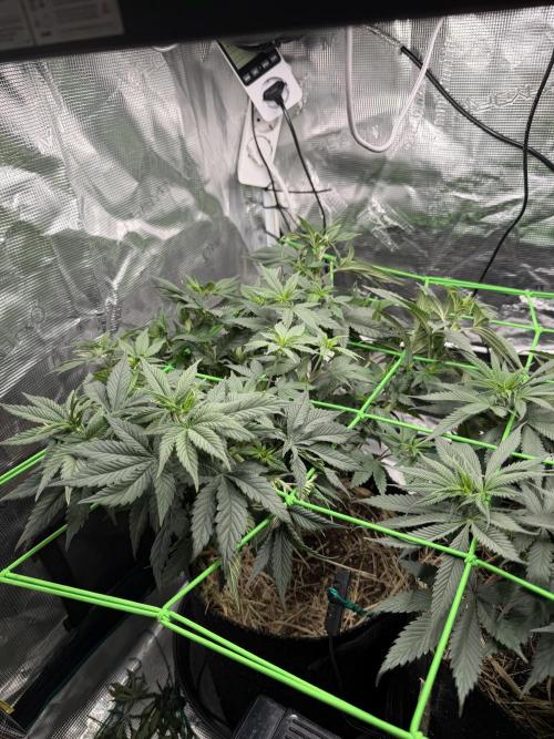 Papaya Bang Bang #1 - Exotic Genetix. Week 7 - Day 46