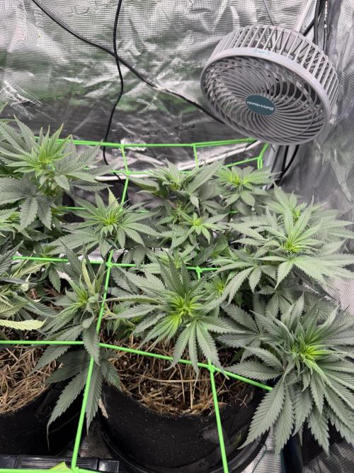 Papaya Bang Bang #2 - Exotic Genetix. Week 8 - Day 51