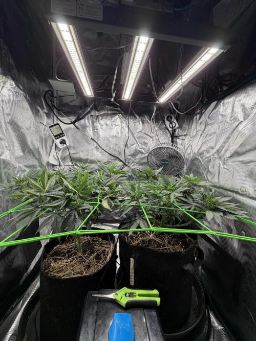 Papaya Bang Bang #2 - Exotic Genetix. Week 8 - Day 51