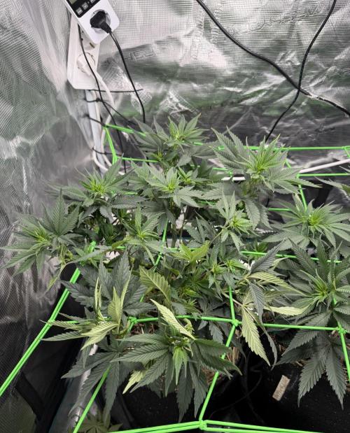 Papaya Bang Bang #1 - Exotic Genetix. Week 8 - Day 51