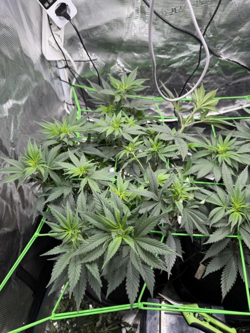 Papaya Bang Bang #1 - Exotic Genetix. Week 8 - Day 53