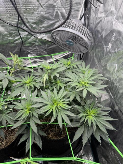 Papaya Bang Bang #2 - Exotic Genetix. Week 8 - Day 53