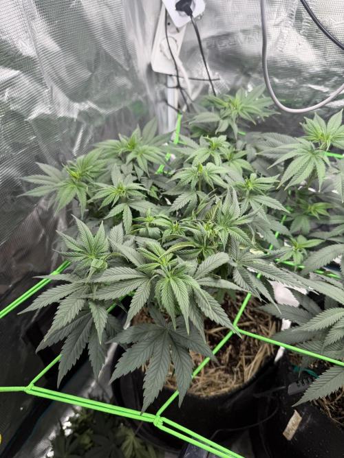 Papaya Bang Bang #1 - Exotic Genetix. Week 8 - Day 55