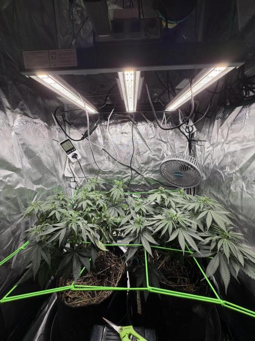 Papaya Bang Bang #1 - Exotic Genetix. Week 8 - Day 55