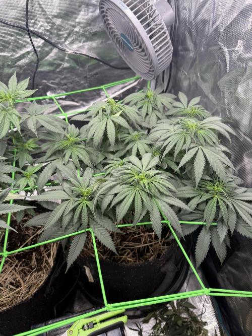 Papaya Bang Bang #2 - Exotic Genetix. Week 8 - Day 55