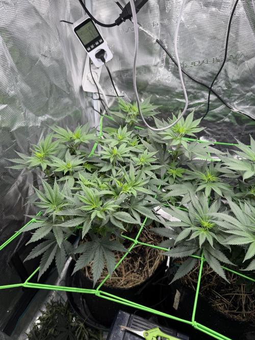 Papaya Bang Bang #1 - Exotic Genetix. Week 8 - Day 57
