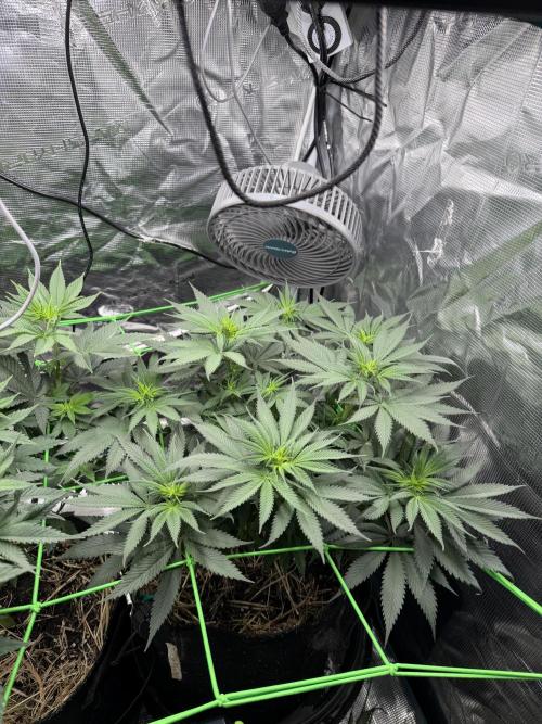 Papaya Bang Bang #2 - Exotic Genetix. Week 8 - Day 57