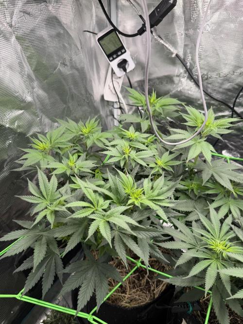 Papaya Bang Bang #1 - Exotic Genetix. Week 9 - Day 58