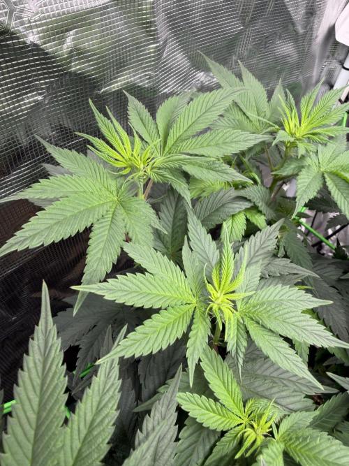 Papaya Bang Bang #1 - Exotic Genetix. Week 9 - Day 58