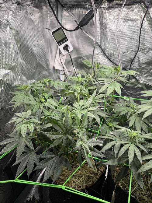 Papaya Bang Bang #1 - Exotic Genetix. Week 9 - Day 59