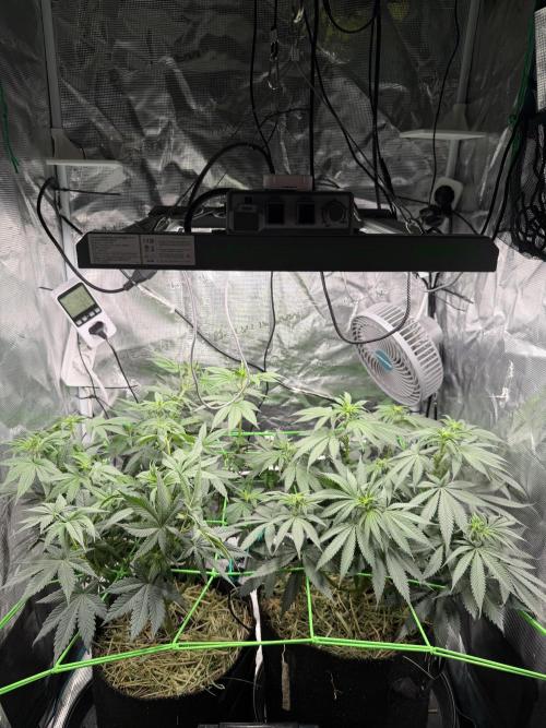 Papaya Bang Bang #1 - Exotic Genetix. Week 9 - Day 59