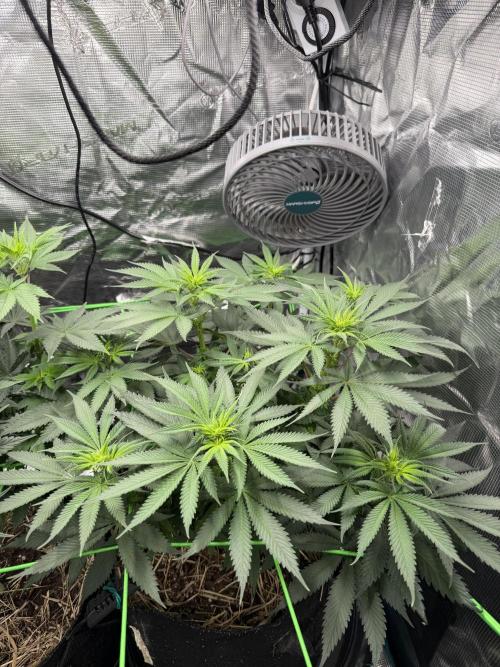 Papaya Bang Bang #2 - Exotic Genetix. Week 9 - Day 58