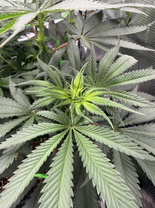 Papaya Bang Bang #2 - Exotic Genetix. Week 9 - Day 58