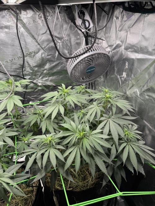 Papaya Bang Bang #2 - Exotic Genetix. Week 9 - Day 59